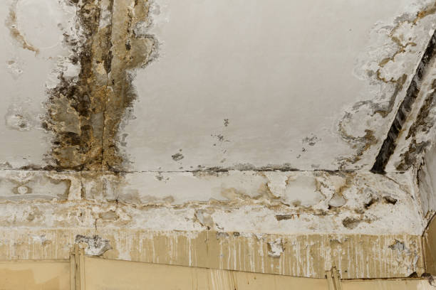 Biohazard Mold Removal in Trevorton, PA