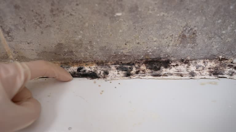 Trusted Trevorton, PA Mold Removal Experts