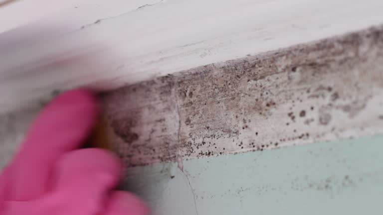 Best Mold Damage Restoration  in Trevorton, PA